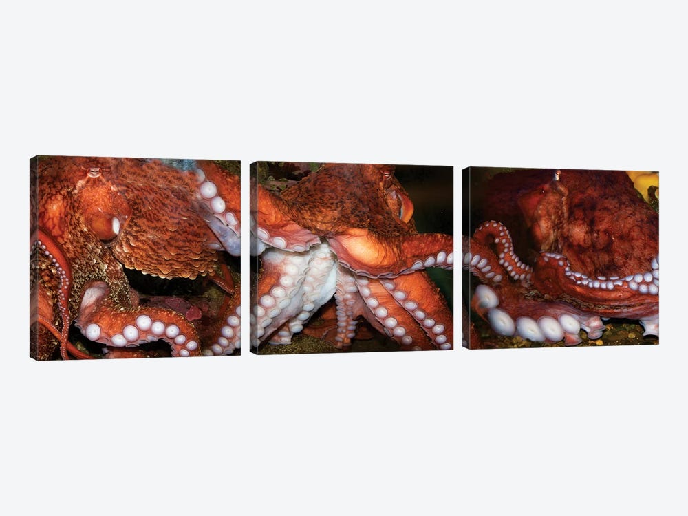 Close-Up Of Octopus by Panoramic Images 3-piece Canvas Art Print