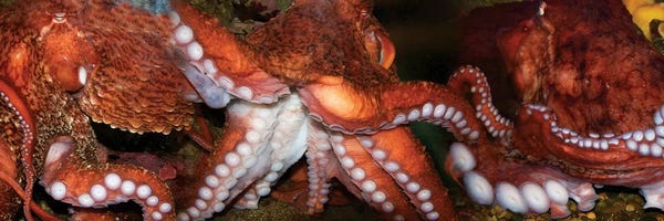 Close-Up Of Octopus