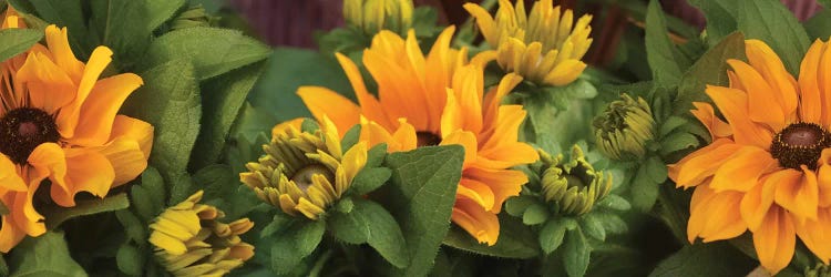 Close-Up Of Orange Flowers Blooming I