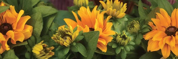 Close-Up Of Orange Flowers Blooming I
