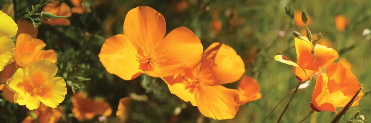 Close-Up Of Orange Flowers Blooming II