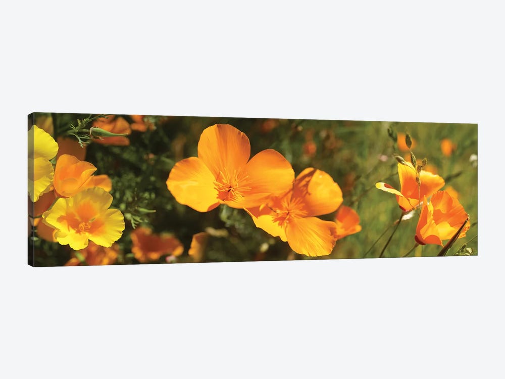 Close-Up Of Orange Flowers Blooming II by Panoramic Images 1-piece Canvas Print