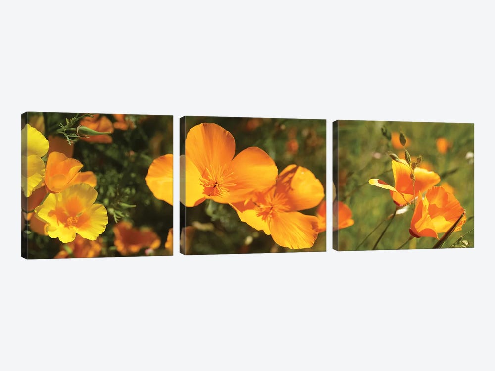 Close-Up Of Orange Flowers Blooming II by Panoramic Images 3-piece Canvas Print