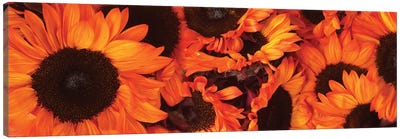 Close-Up Of Orange Sunflowers Canvas Art Print - Sunflower Art