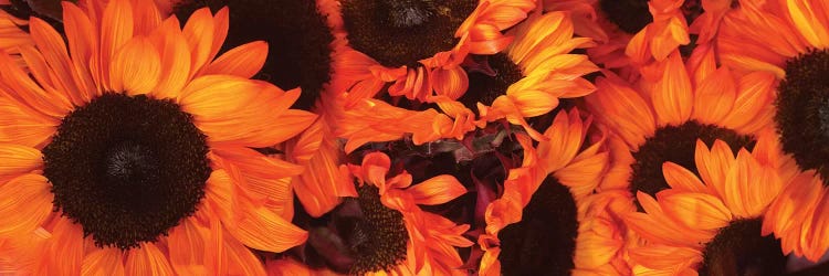 Close-Up Of Orange Sunflowers by Panoramic Images wall art