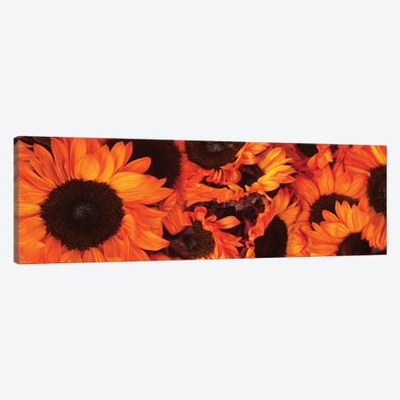Close-Up Of Orange Sunflowers Canvas Print #PIM14465} by Panoramic Images Canvas Wall Art