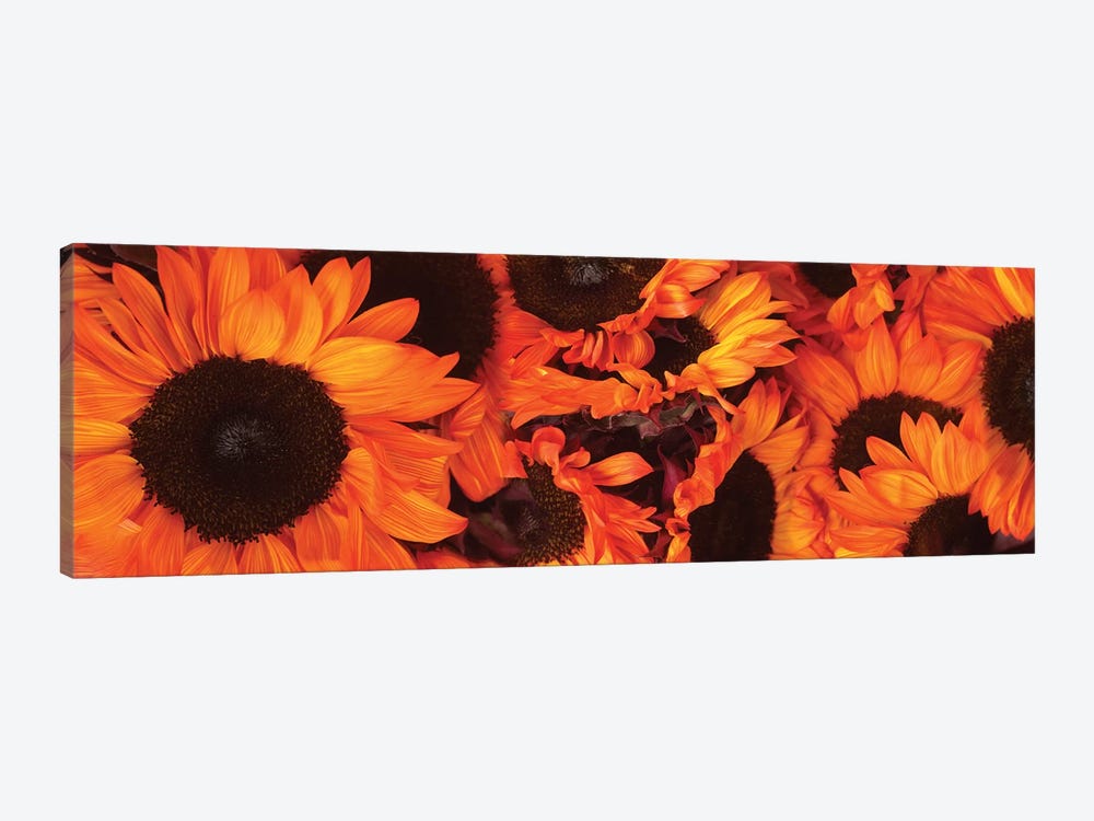 Close-Up Of Orange Sunflowers by Panoramic Images 1-piece Canvas Artwork