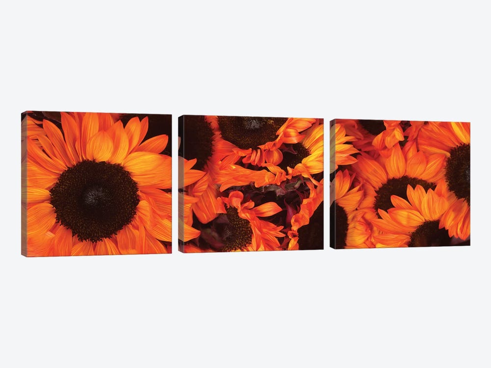 Close-Up Of Orange Sunflowers by Panoramic Images 3-piece Canvas Wall Art