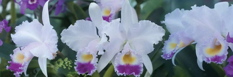 Close-Up Of Orchid Flowers I