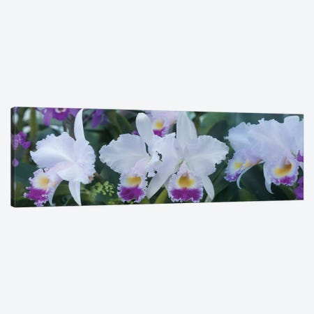 Close-Up Of Orchid Flowers I Canvas Print #PIM14466} by Panoramic Images Canvas Wall Art