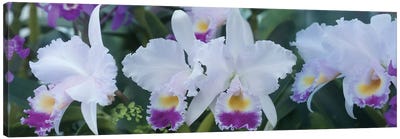 Close-Up Of Orchid Flowers I Canvas Art Print - Orchid Art