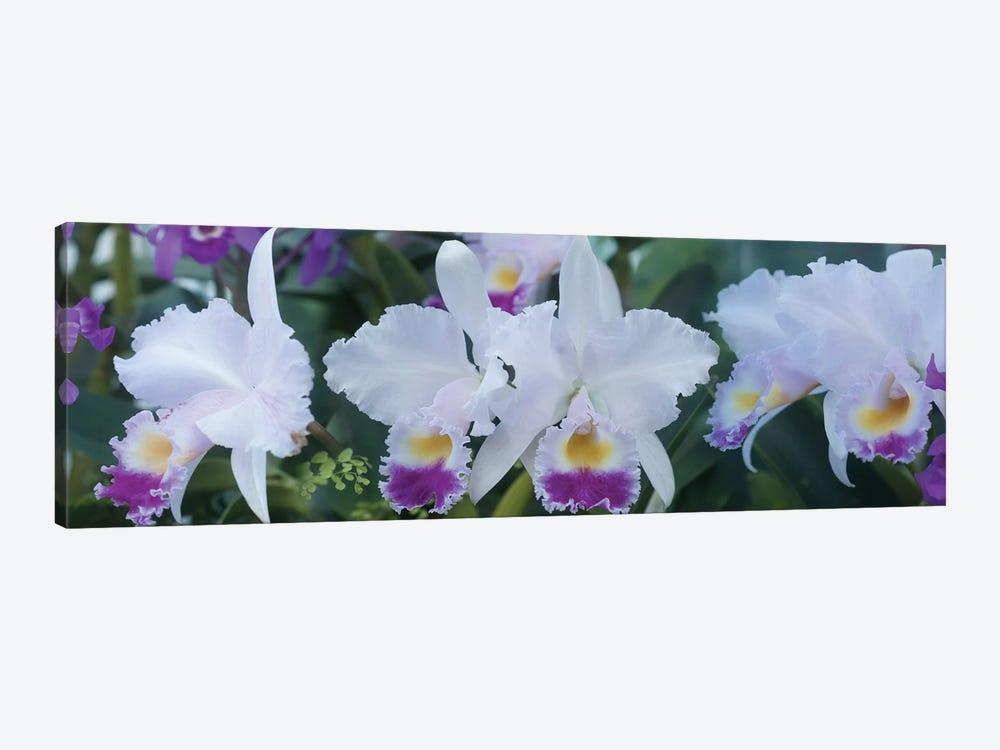 Close-Up Of Orchid Flowers I by Panoramic Images 1-piece Canvas Print