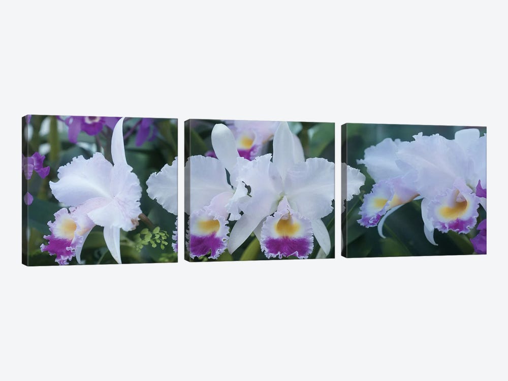 Close-Up Of Orchid Flowers I by Panoramic Images 3-piece Art Print