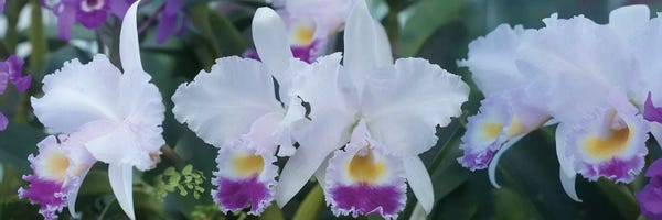 Orchids: Close-Up Of Orchid Flowers I by Panoramic Images