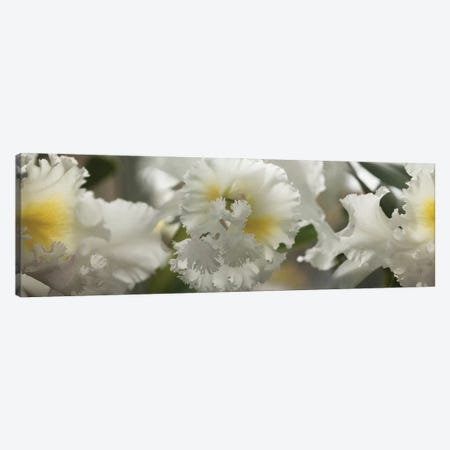 Close-Up Of Orchid Flowers II Canvas Print #PIM14467} by Panoramic Images Canvas Art