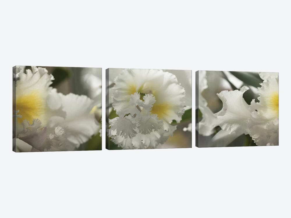 Close-Up Of Orchid Flowers II by Panoramic Images 3-piece Canvas Art