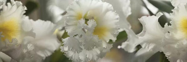 Orchids: Close-Up Of Orchid Flowers II by Panoramic Images