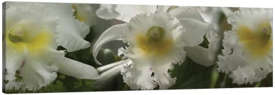 Close-Up Of Orchid Flowers III Canvas Art Print - Orchid Art