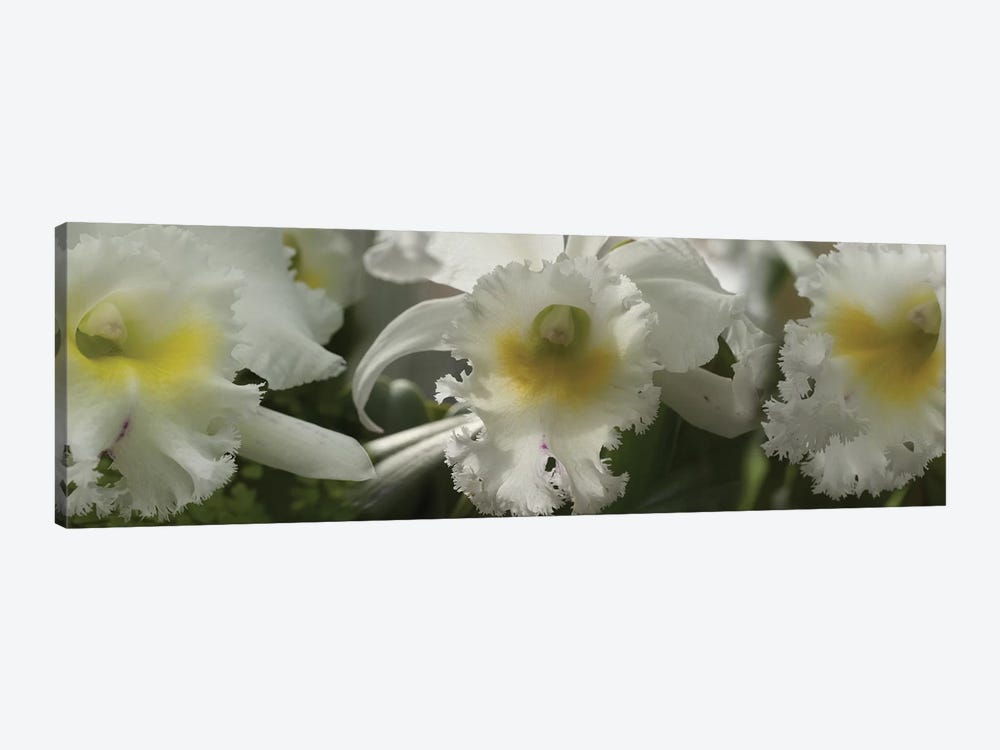 Close-Up Of Orchid Flowers III by Panoramic Images 1-piece Canvas Art Print