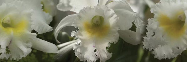 Orchids: Close-Up Of Orchid Flowers III by Panoramic Images