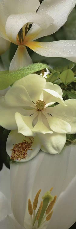 Close-Up Of Orchid Flowers IV