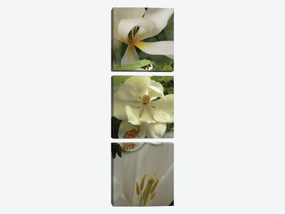 Close-Up Of Orchid Flowers IV by Panoramic Images 3-piece Canvas Art