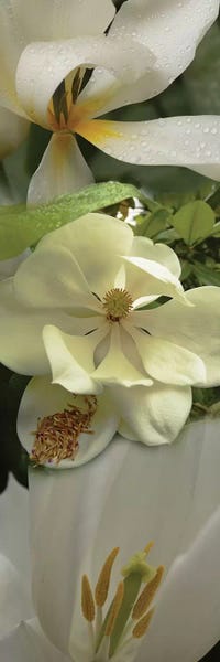 Orchids: Close-Up Of Orchid Flowers IV by Panoramic Images