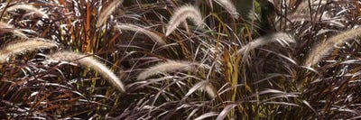 Close-Up Of Ornamental Grass by Panoramic Images canvas print