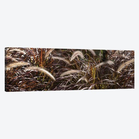 Close-Up Of Ornamental Grass Canvas Print #PIM14470} by Panoramic Images Canvas Artwork