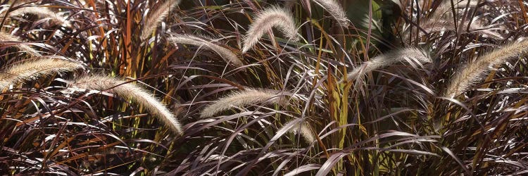 Close-Up Of Ornamental Grass by Panoramic Images wall art