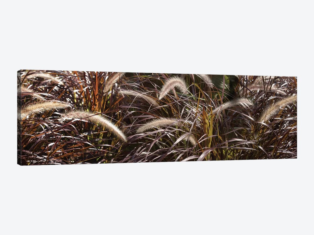 Close-Up Of Ornamental Grass by Panoramic Images 1-piece Canvas Art