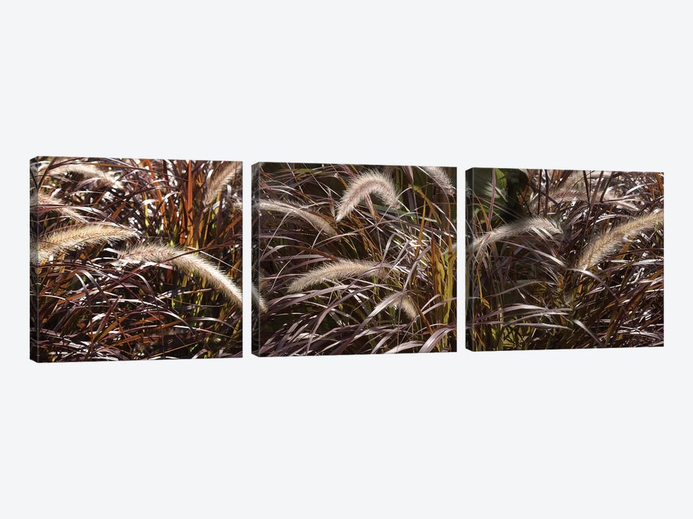 Close-Up Of Ornamental Grass by Panoramic Images 3-piece Canvas Art