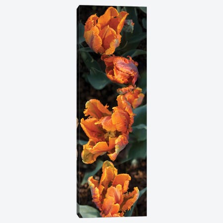 Close-Up Of Parrot Tulip Flowers Canvas Print #PIM14471} by Panoramic Images Canvas Wall Art