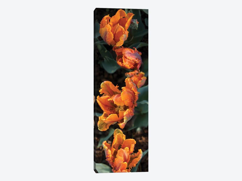 Close-Up Of Parrot Tulip Flowers by Panoramic Images 1-piece Art Print
