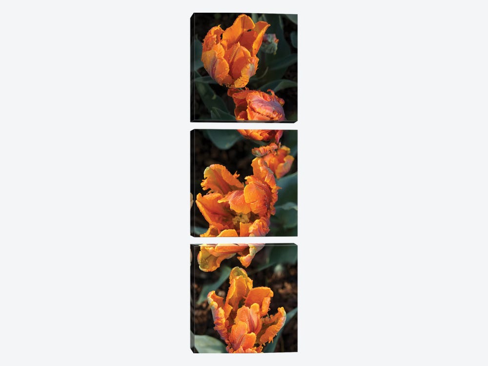 Close-Up Of Parrot Tulip Flowers by Panoramic Images 3-piece Art Print