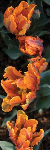 Tulips: Close-Up Of Parrot Tulip Flowers by Panoramic Images