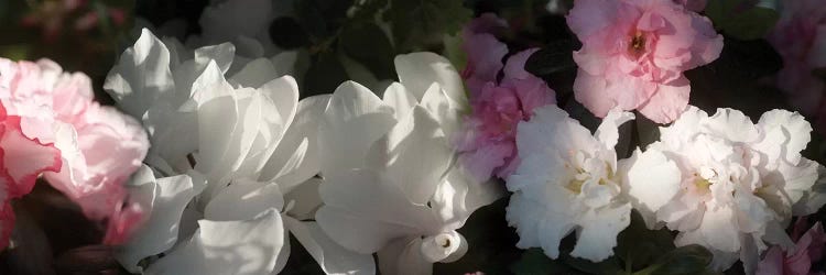 Close-Up Of Pink And White Flowers