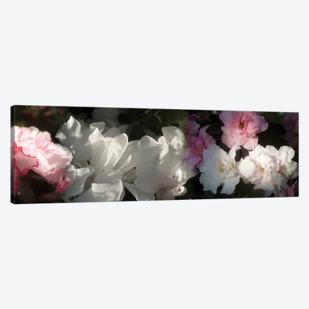 Close-Up Of Pink And White Flowers Canvas Print #PIM14472} by Panoramic Images Canvas Wall Art