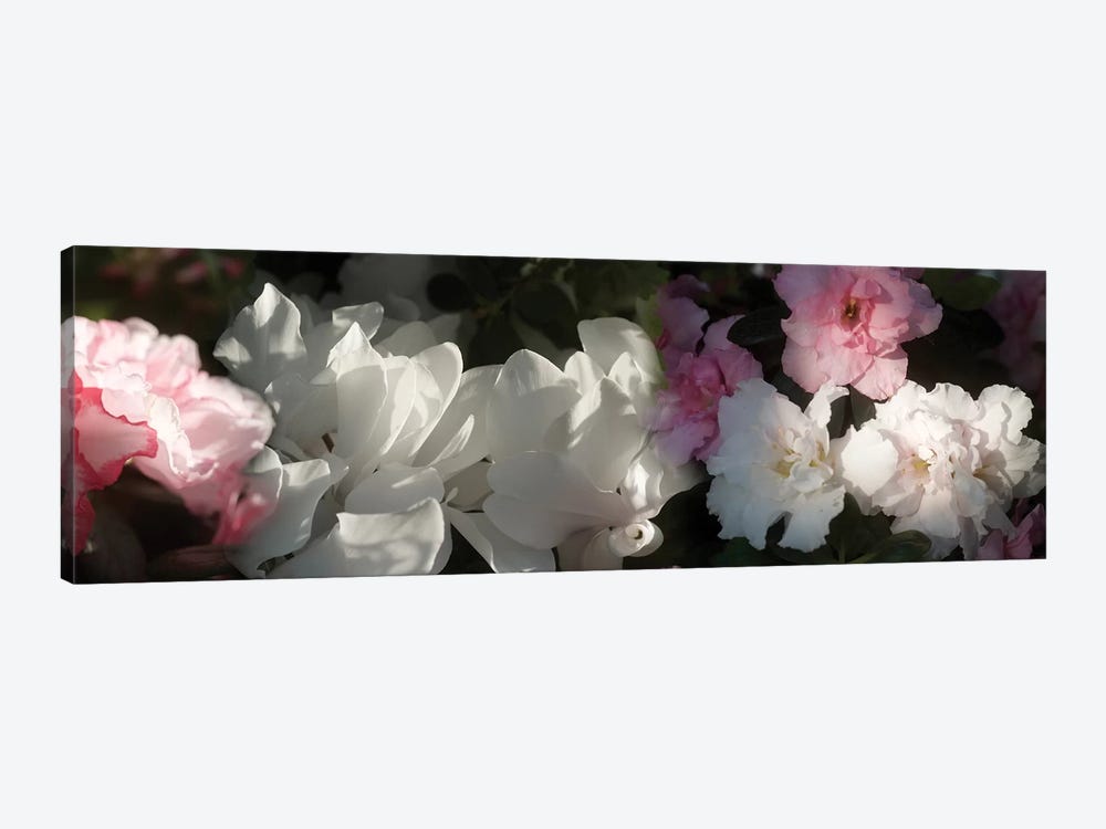 Close-Up Of Pink And White Flowers by Panoramic Images 1-piece Canvas Artwork