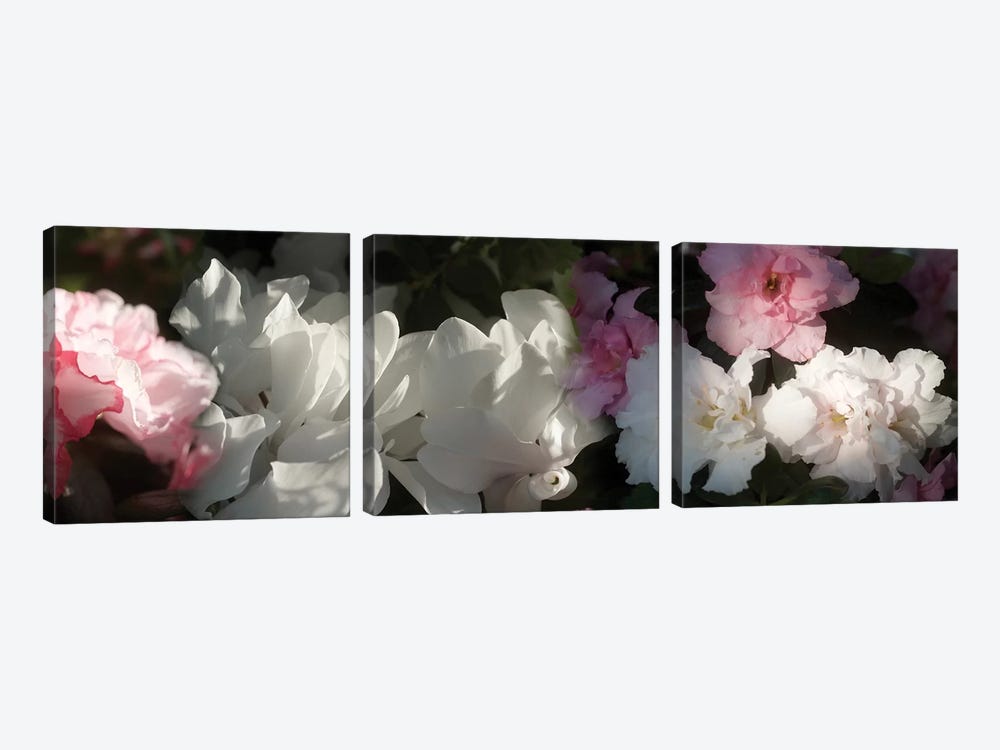 Close-Up Of Pink And White Flowers by Panoramic Images 3-piece Canvas Art