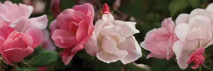 Close-Up Of Pink And White Roses