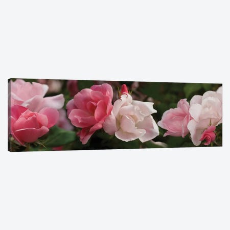 Close-Up Of Pink And White Roses Canvas Print #PIM14473} by Panoramic Images Canvas Art