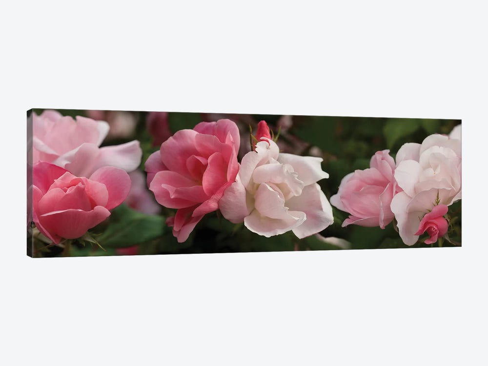 Close-Up Of Pink And White Roses by Panoramic Images 1-piece Art Print
