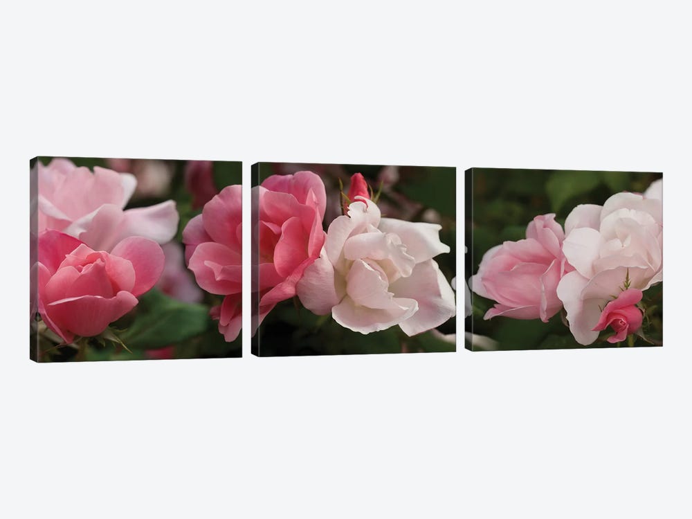 Close-Up Of Pink And White Roses by Panoramic Images 3-piece Art Print