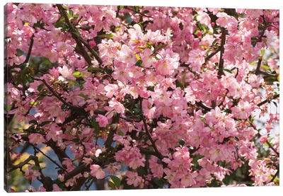 Close-Up Of Pink Cherry Blossom Flowers, Imperial Garden, Tokyo, Japan I Canvas Art Print - Cherry Blossom Art