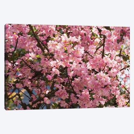 Close-Up Of Pink Cherry Blossom Flowers, Imperial Garden, Tokyo, Japan I Canvas Print #PIM14474} by Panoramic Images Art Print