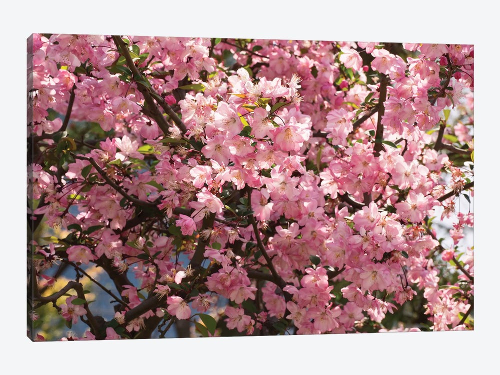 Close-Up Of Pink Cherry Blossom Flowers, Imperial Garden, Tokyo, Japan I by Panoramic Images 1-piece Canvas Art