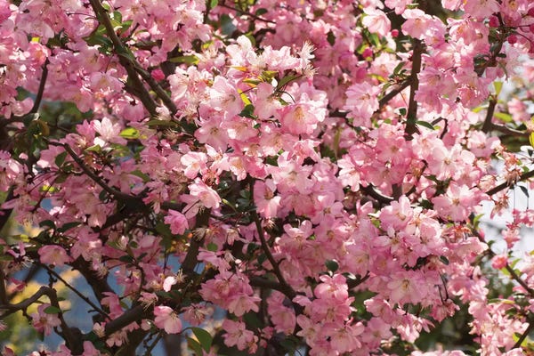 Cherry Trees: Close-Up Of Pink Cherry Blossom Flowers, Imperial Garden, Tokyo, Japan I by Panoramic Images