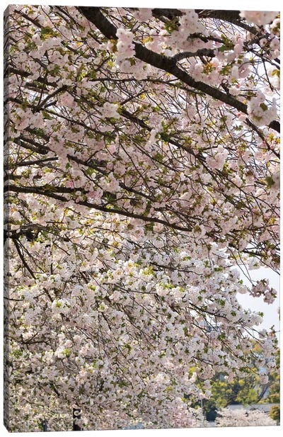 Close-Up Of Pink Cherry Blossom Flowers, Imperial Garden, Tokyo, Japan II Canvas Art Print - Blossom Art