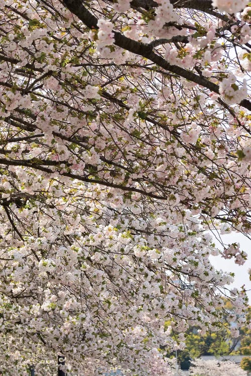 Close-Up Of Pink Cherry Blossom Flowers, Imperial Garden, Tokyo, Japan II